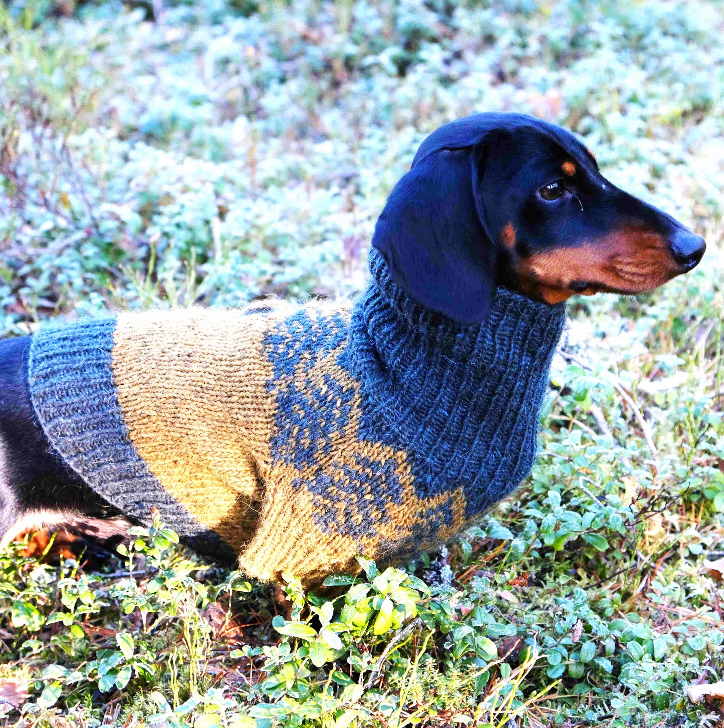 Mäyräkoiran Romola
