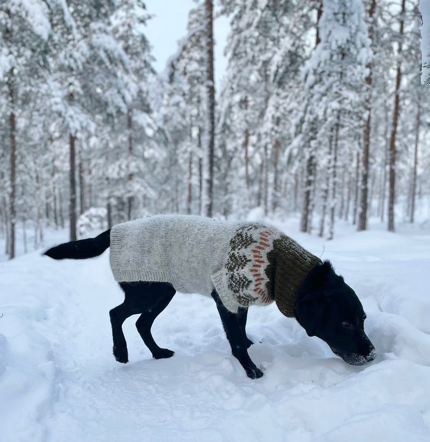 Ison koiran Pakkasromola